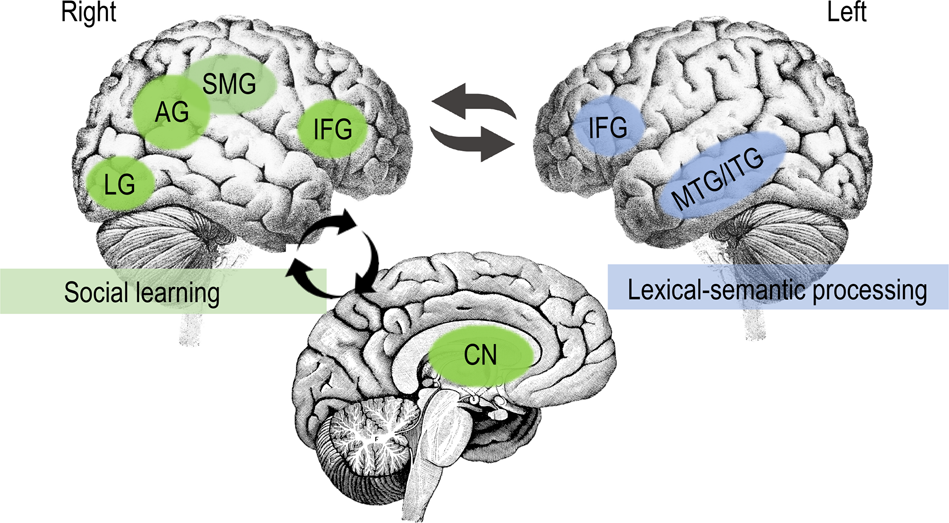 Neuroscience of language acquisition brain diagram
